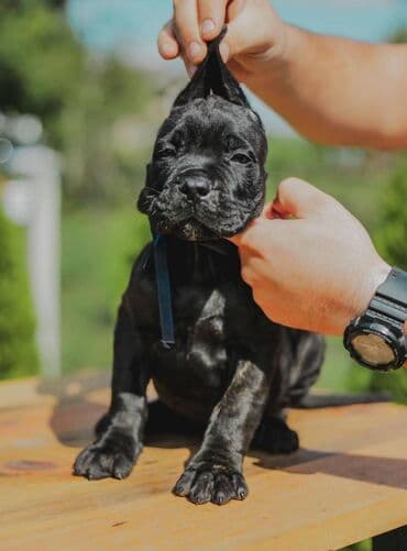 psi koji trazi tartufe: Postanite vlasnik jednog od naših vrhunskih Cane Corso štenaca — 2