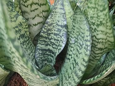 filadendron biljka: Zamija sa prve slike je 800, Zamija sa druge je 1500, Chlorophytum sa — 10