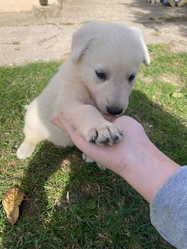 labrador psi: Štenci Belog švajcarskog ovčara ostenjeni 05.09.2023. U ponudi 3 muska — 4