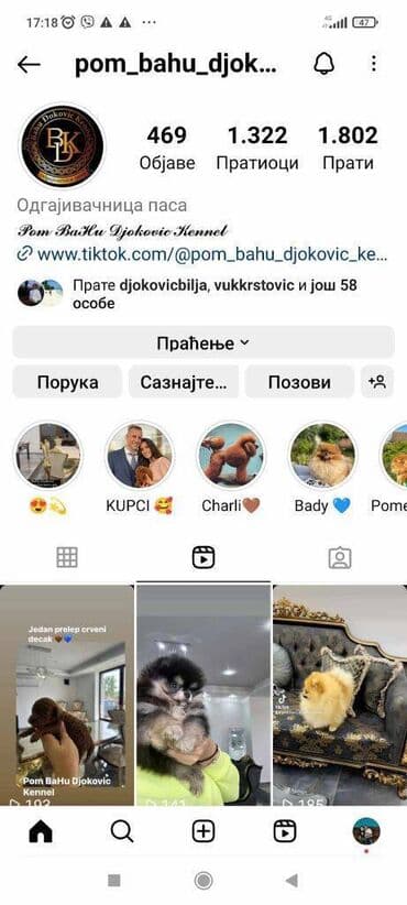 pomeranci na poklon: Pomeranci vrhunskog kvaliteta i genetike. Odgajivacnica registrovana u — 4