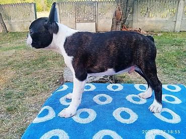 boo dog: U ponudi dva dečaka Boston terijera. Traže novi dom. Veoma povoljno — 6