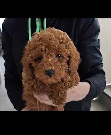 2 decaka crvrne patuljaste pudle FCI pefigre, genetski testovi at lalafo.rs 2 decaka crvrne patuljaste pudle FCI pefigre, genetski testovi