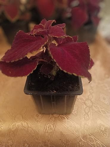 cvece debela koka: Koleus (Coleus blumei) u saksiji – dekorativna sobna/baštenska biljka — 2