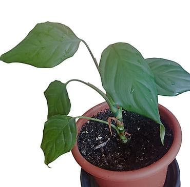 livadske biljke slike: Sobna biljka u saksiji prečnika 17cm Anglaonema Modestum( duguljasti — 3