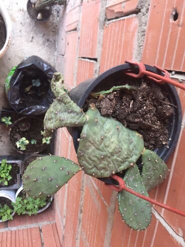 Kaktusi ne mrzne cveta zuto