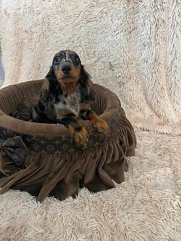 pas na poklon: Dugodlaki patuljasti jazavičari merle boje Dugodlaki patuljasti — 5