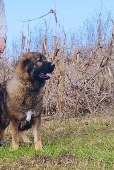Životinje: Rezervacija stenaca kakvkaskih ovcara ekstra krvne linije stari 25 — 4