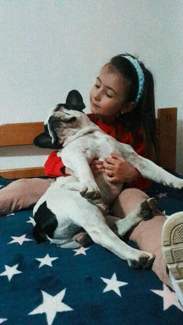 fen za pse: Dostupan mužjak francuskog buldoga za parenje. Poseduje kompletnu — 2