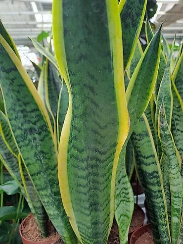 papagaj biljka: Sanseverije, velike, kvalitetne biljke, Sanseverije sa prve tri slike — 5