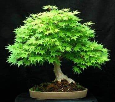 mini motorne testere: Sakura Bonsai mini japanska trešnja seme
Cena: 650din/5 semenki — 3
