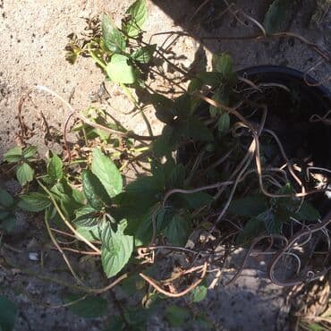 forma ideale sto za dnevnu sobu: Razno ne mrzne — 6