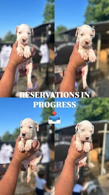 stenci na poklon beograd: Dogo Argentino štenci Na prodaju štenci Dogo Argentino vrhunskog — 3