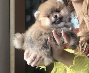 štenci nemačkog ovčara: Pomeranac / Pomeranian / Boo štenci Ako ste odgovorna osoba i imate — 9