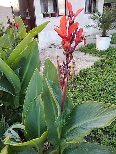 peruanski ljiljan sadnice: Lukovice crvene kane- kom.150 din — 2