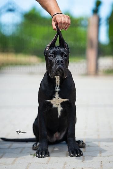 veliki crni psi: Sa zadovoljstvom predstavljamo novo leglo Cane Corso štenaca iz — 5