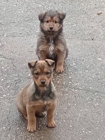 psi za dvoriste prodaja: Štenci mešanca – šarmantni mali medvedići - Leglo preslatkih štenaca — 2