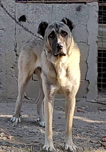 Turski Kangal, mužjak Na prodaju TURSKI KANGAL, mužjak star 22 meseca na lalafo.rs Turski Kangal, mužjak Na prodaju TURSKI KANGAL, mužjak star 22 meseca
