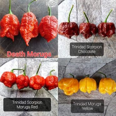 za dvoriste: 🌶Seme najljućih i egzotičnih čili papričica🌶 Za kupljenih pet — 5