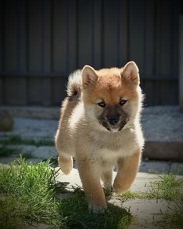 kucice za pse subotica: Odgajivačnica 'Kami's little fellows' predstavlja vrhunsko leglo Shiba — 4