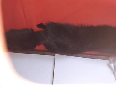 krzneni prsluci novi pazar: One size, Polarna lisica, bоја - Crna — 3