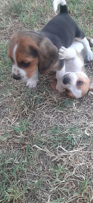štenci psi na poklon: Štenci bigla — 4