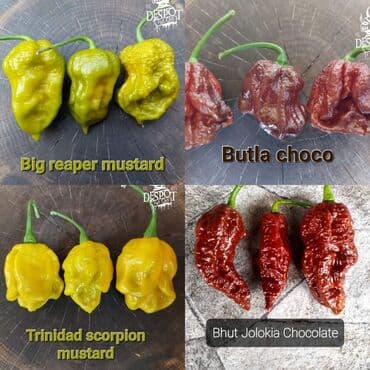 za dvoriste: 🌶Seme najljućih i egzotičnih čili papričica🌶 Za kupljenih pet — 17