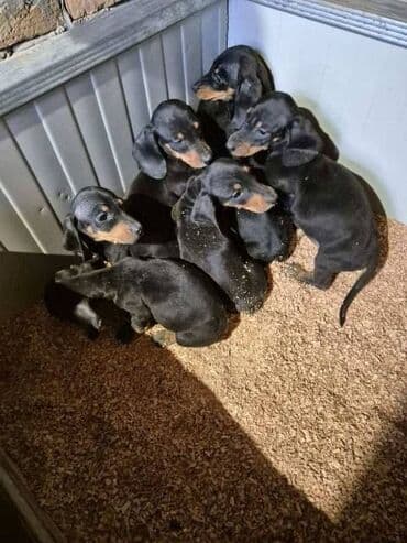 Jazavičar štenci U ponudi štenci jazavičara, starosti 2 meseca, dva na lalafo.rs Jazavičar štenci U ponudi štenci jazavičara, starosti 2 meseca, dva