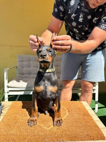 zlatni retriver odgajivacnica srbija: Doberman stenad. Ostenjeni su 28.06.2025. Spremni su za preuzimanje — 21