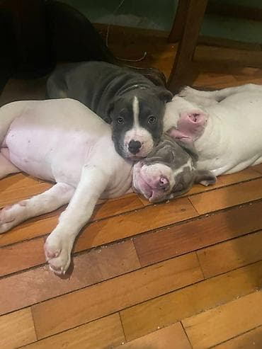 american bully prodaja: American bully štenci – vrhunski kvalitet Na prodaju tri prelepe ženke — 2