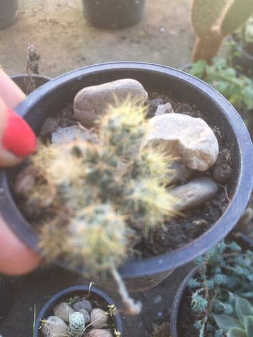 forma ideale ormari za sobu: Kaktusi vise vrsta — 6