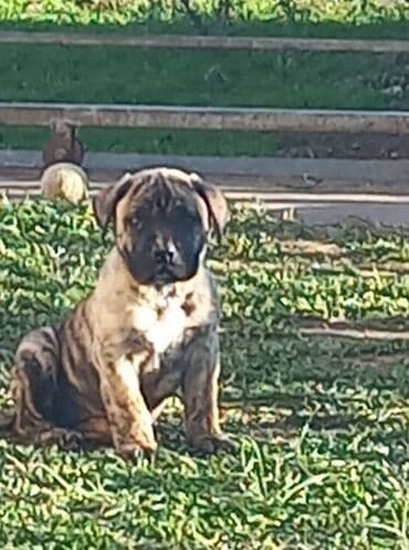 psi na poklon srbija: Presa Canario štenci na prodaju, stari mesec i po dana. Vakcinisani — 2