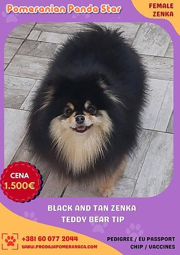 para ps: Pomeranian Panda Star je renomirana odgajivačnica Pomeranaca iz — 2