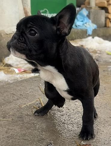 Glodari: Francuski buldog, štene crne boje sa belom oznakom na grudima i bradi — 3