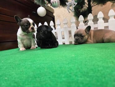 Dogs: Štenci francuskog buldoga. U novogodisnjoj ponudi sjajno leglo — 6