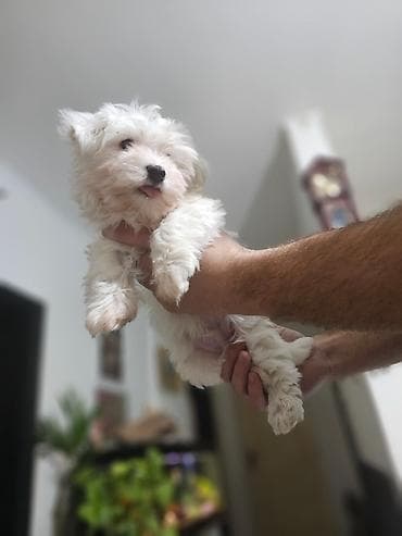 Pet Equipment & Accessories: Na prodaju premeden maltezer stene, starosti 2 meseca. Jako razigran — 4