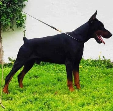 Životinje: DOBERMAN stenci, vrhunskog porekla, sa genetskim testovima roditelja — 10