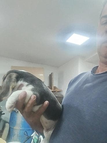 labrador stenci bez papira: Bigl stenci Na prodaju 2 zenke 1 zenka Ostenjeni 11 aprila 2025 Majka — 7