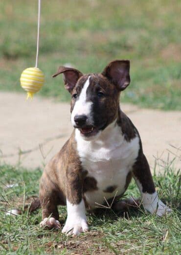 francuski pit bul: Na prodaju prelepi štenci mini bul terijera, stari 2 meseca. Štenci su — 10