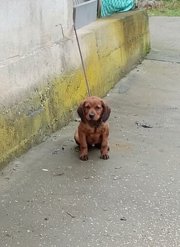 mali kučići na prodaju: Alpski brak jazavicar jednog muziaka odgovaram na poruke ova je cena — 1