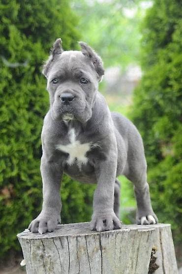 psi firma: Cane Corso, štenci vrhunskog kvaliteta Nasa odgajivačnica Vam nudi — 2