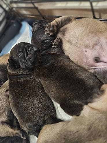 cavapoo karakteristike: Rasa: francuski buldog (štenad) Opis: - Leglo preslatih mops štenaca — 2