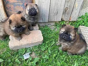 Chow Chow štenci Štenci Čau-Čau izložbenog potencijala sa rodovnikom
