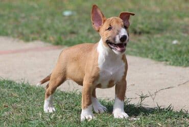 francuski pit bul: Na prodaju prelepi štenci mini bul terijera, stari 2 meseca. Štenci su — 8