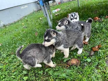 Ostale životinje: Sibirsky haski štenci - Leglo prelepih štenaca sibirskog haskija — 11