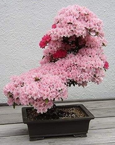 mini motorne testere: Sakura Bonsai mini japanska trešnja seme
Cena: 550din/5 semenki — 7