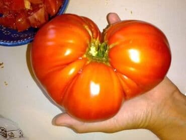 Sve za vikendicu i baštu: Seme paradajza! Crveni jabučar Žuti jabučar Narandžasti jabučar — 4