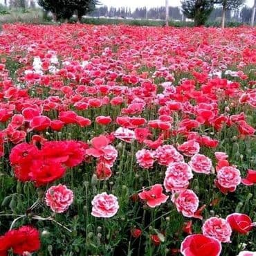 Ukrasni mak
Cena 500 din/100 semenki na lalafo.rs Ukrasni mak
Cena 500 din/100 semenki