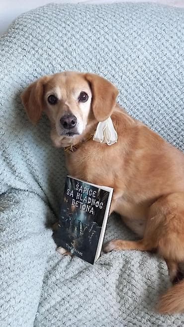 Bicycles: Knjiga: Šapice sa hladnog betona Autor: Tina Horvat Jezik: srpski — 4