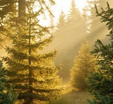 Houses: 52 ares, Owner — 10