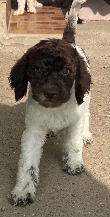 golubovi kupujem prodajem 2 strana: Nasa odgajivacnica lagotto romagnolo pasa A GANG OF LAGOTTA FCI 7244 — 7